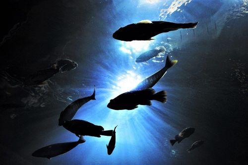 Navigating the Mental Abyss